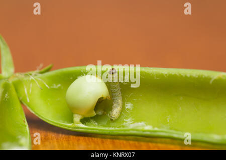 Il segnale di PEA moth larva Foto Stock