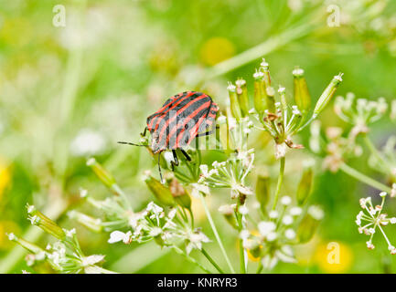 Italiano bug striato, Graphosoma lineatum, una specie di scudo bug nella famiglia Pentatomidae Foto Stock