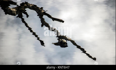 Il Danubio, la Serbia - la riflessione sulla superficie dell'acqua di un cormorano (Phalacrocorax carbo) appollaiate su un ramo secco Foto Stock