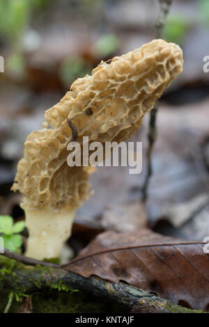 Morel unpicked funghi nei boschi con questo va a passo di lumaca su di esso Foto Stock