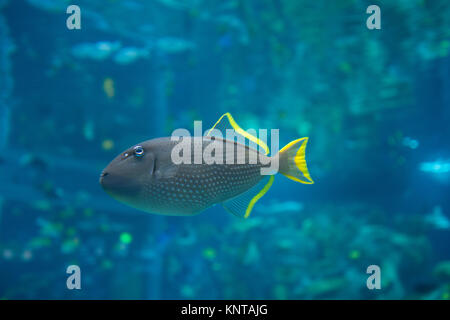 Profilo laterale di un pesce tropicale di nuoto in acquario Foto Stock