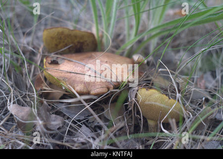 Trinità di vecchi piangendo bolete marrone con pileus, nascondendo in erba e foglie secche Foto Stock