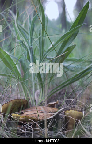 Il trio di vecchi granulata bolete marrone con tappo piatto, che si nasconde sotto la boccola Foto Stock