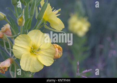 Grande mullein closeup di giallo grandi fiori Foto Stock