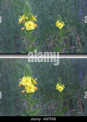 Fioritura mullein comune bud in due fasi: chiuso e già aperta in un frame Foto Stock