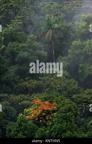 Vegetazione tropicale dalla foresta pluviale atlantica di sè il Brasile, con un Palmito Palm tree Foto Stock