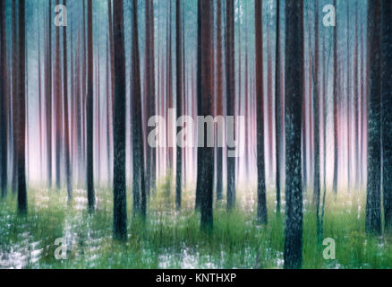 Whispering alberi. Questo effetto è stato realizzato da oscillazioni della fotocamera. Questa è stata presa da nebbiose giornate d'autunno in pineta Hyvinkää, Finlandia Foto Stock