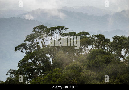 Foresta pluviale atlantica di sè il Brasile, a Serra de Paranapiacaba Foto Stock