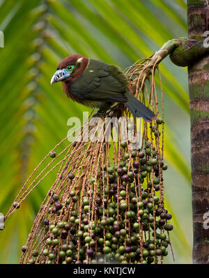 Spot-fatturati Toucanet avanzamento sul Palmito frutta nella foresta pluviale atlantica di sè il Brasile Foto Stock