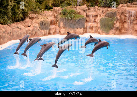 Un gruppo di delfini salta fuori dell'acqua a Loro Parque Foto Stock