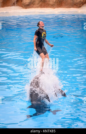 Due delfini spingendo il trainer fuori dell'acqua alla Loro Parque Foto Stock