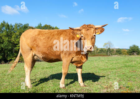 Curioso brown Limousin beef cow, bovini in verdi pascoli erbosi lateralmente in piedi guardando la telecamera in una vista ravvicinata Foto Stock