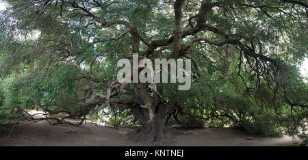 Mondo più antico olivo (Olea europaea), 4000 anni, Santo Baltolu di Carana a Luras, Lago di Liscia, Gallura Sardegna, Italia Foto Stock