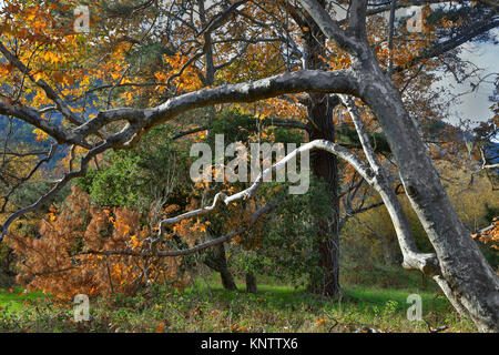Alberi di sicomoro in autunno piante - Carmel Valley, California Foto Stock