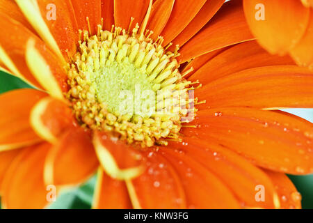 Abstract di un arancione gerber daisy macro con goccioline di acqua sulla petali. Estrema profondità di campo con il fuoco selettivo su Centro. Foto Stock