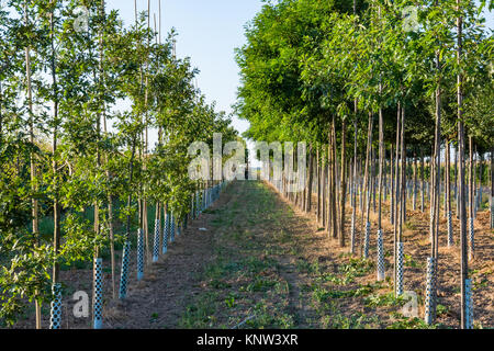 Alberi in righe agricoltura prospettiva in profondità all'aperto Trattore Foto Stock