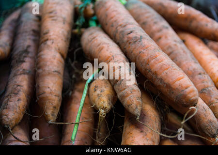 Arance grandi carote fresche tirata da terra Foto Stock