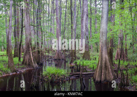 Congaree Parco Nazionale di vista dal Boardwalk mostra cipresso calvo e Tupelo alberi con molti visibili le ginocchia. Carolina del Sud. Foto Stock