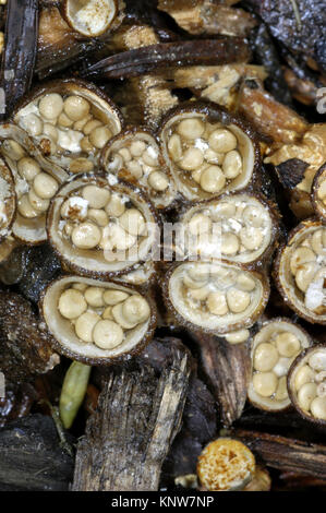 Common Bird's Nest - Crucibulum laeve Foto Stock