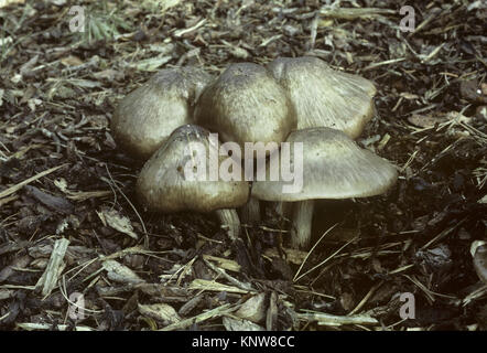 Deer Shield - Pluteo cervinus Foto Stock