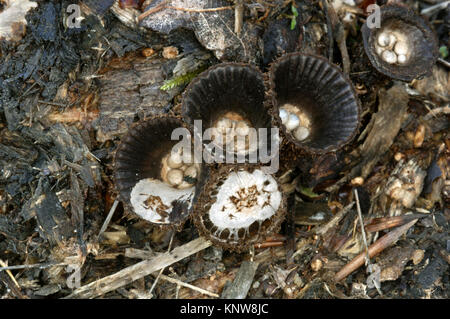 Pieghe di Bird's Nest - Cyathus striatus Foto Stock