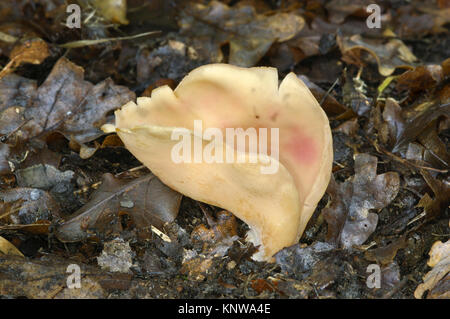 Hare's Ear - Otidea onotica Foto Stock