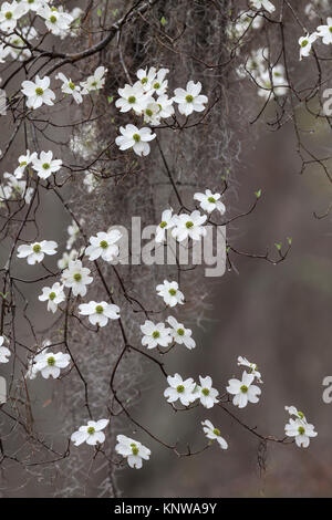 Fioritura Sanguinello (Cornus florida) drappeggiati con muschio Spagnolo che fiorisce in Congaree National Park, Carolina del Sud. Foto Stock