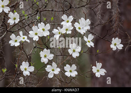 Fioritura Sanguinello (Cornus florida) drappeggiati con muschio Spagnolo che fiorisce in Congaree National Park, Carolina del Sud. Foto Stock