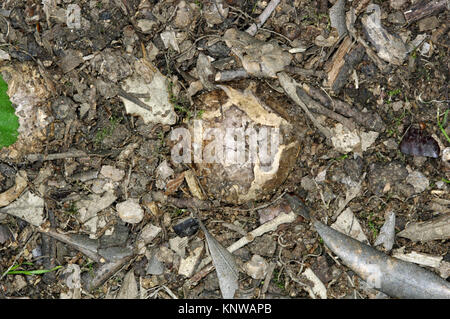 Barometro Earthstar - Astraeus hygrometricus Foto Stock