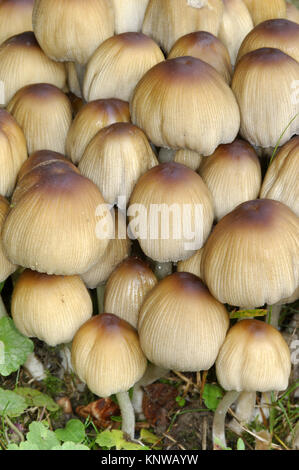 Inkcap comune - Coprinopsis atramentaria Foto Stock