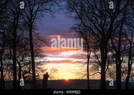 Silhouette di struttura ad albero al tramonto nel tardo autunno. Broadway, Cotswolds, Worcestershire, Inghilterra Foto Stock