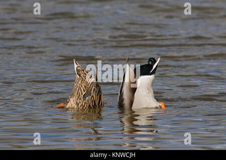 Mallard duck (Anas platyrhynchos) e femmina upend dedicarmi nel lago al subacqueo di alimentazione Foto Stock