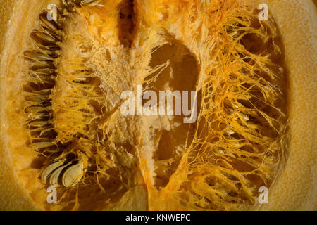 Le fibrille e della struttura interna di zucca cavità vegetale che mostra natura fibrosa e rete di thread di un labirinto di trefoli un diverso paesaggio unico Foto Stock