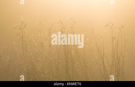 Coperto di brina alte erbe in golden il sole d'inverno Foto Stock