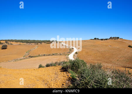 Un avvolgimento di strada bianca attraverso arare i campi arabili con uliveti sotto un cielo blu chiaro in Andalusia Spagna Foto Stock