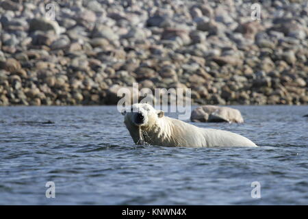 Orso polare (Ursus maritimus) nuotare nell'Oceano artico di Arviat, Nunavut Canada Foto Stock