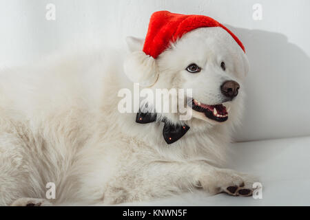 Soffici cane in santa hat Foto Stock