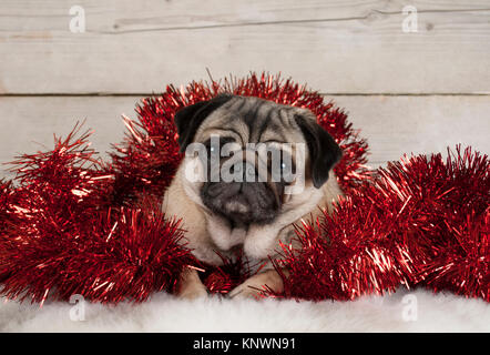 Natale cute pug cucciolo di cane, sdraiato in rosso tinsel sulla pelle di montone, con vintage sfondo di legno Foto Stock