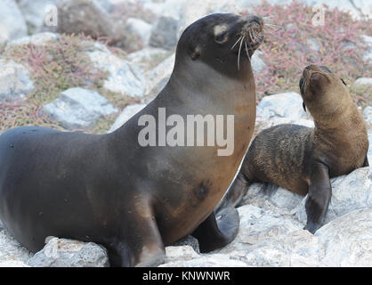 Una femmina di Galápagos Sea Lion (Zalophus wollebaeki) interagisce con i suoi giovani pup. Isla Plaza Sur, Santa Cruz, Galapagos, Ecuador Foto Stock