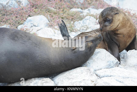 Una femmina di Galápagos Sea Lion (Zalophus wollebaeki) interagisce con i suoi giovani pup. Isla Plaza Sur, Santa Cruz, Galapagos, Ecuador Foto Stock