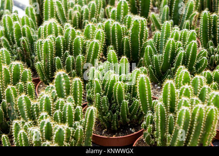 La piantagione di cactus in vivaio Foto Stock