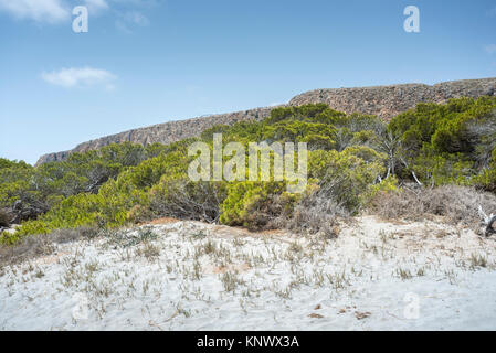 Boschetto di pini di Aleppo, Pinus halepensis, cresce sulle dune. Foto scattata a Santa Pola, Alicante, Spagna Foto Stock