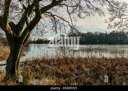 Scena invernale, Bolam Lago Country Park, Northumberland, Regno Unito Foto Stock