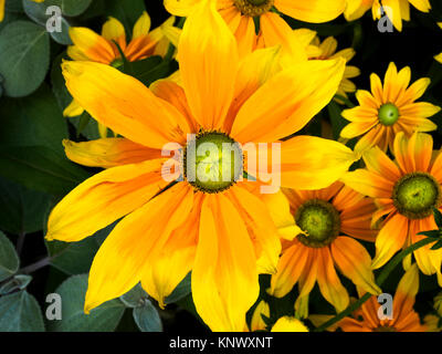 Il sole splendeva sulla foglia ceroso della Rudbeckia, mettendo in risalto la bellezza di questa pianta Foto Stock