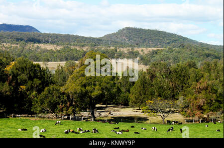 Entroterra Australiano con Mountians blu nella distanza e il pascolo di bestiame in prato giù di sotto - Killarney, Queensland Foto Stock