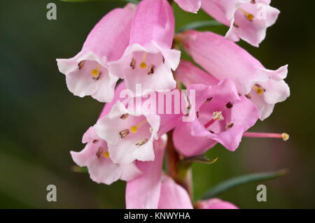 Un insolito close-up angolo del fiore di comune Heath Epacris impressa. Cresce ad un'altezza di 2-3 metri, è visto più spesso tra 5 e 1 metri Foto Stock