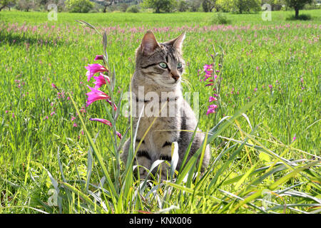 Il gatto domestico, nero tabby, seduti in un prato fiorito Foto Stock