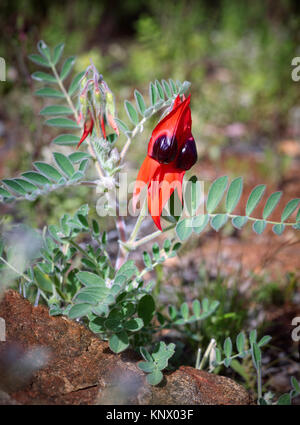 Swainsona formosa, di Sturt Desert Pea, crescente vicino a Broken Hill Foto Stock