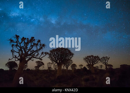 Via Lattea oltre quiver tree forest Foto Stock