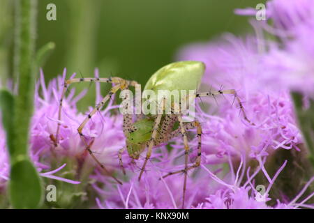 Vista dorsale di verde per adulti lynx spider, Peucetia viridans arrampicata sul pennello viola impianto Foto Stock